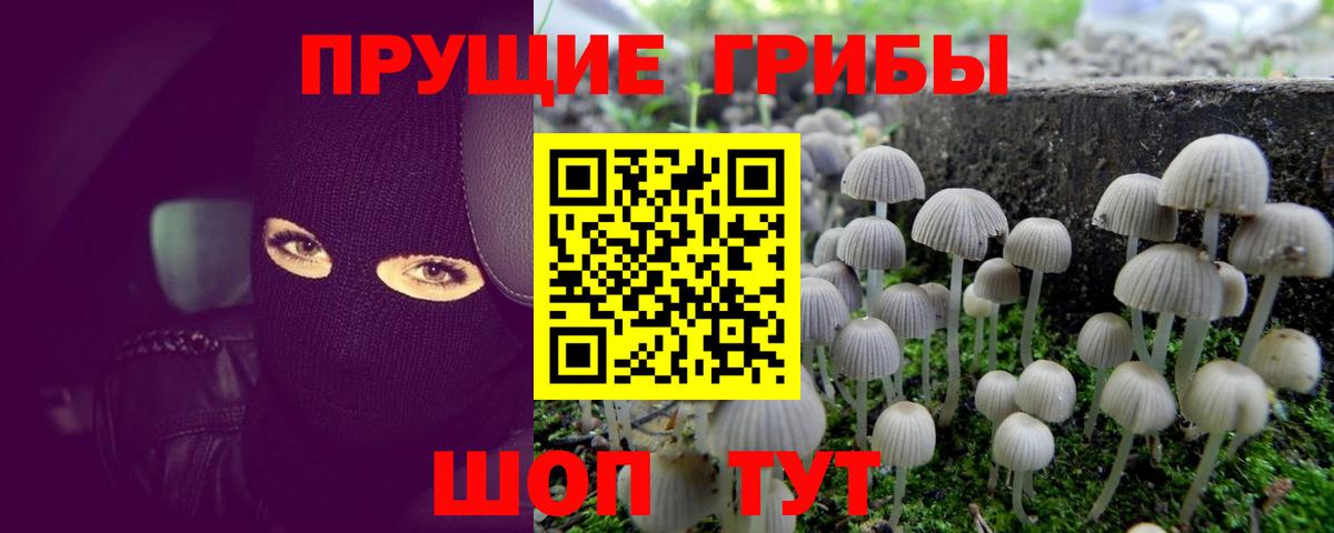Дмитров  Псилоцибиновые грибы мухоморы  Вход с VPN 